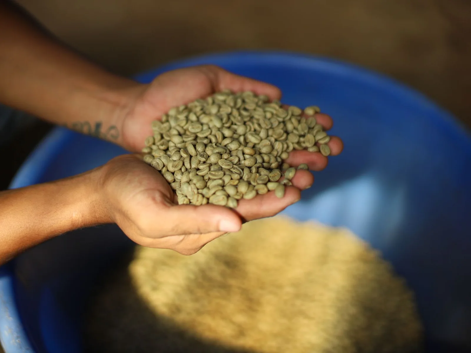 Hands holding green coffee beans, the source of CaffXR caffeine